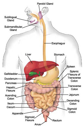 Gastroenterology - Harrington HealthCare System